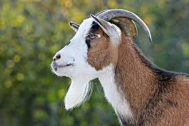 To know for sure if your goat is pregnant, you need to run a test. Spiritual Meaning Of Goat In The Dream Native Goats In Dream