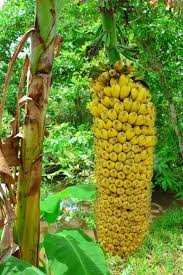 The Power Of Nature Is So Magical Tropical Banana Fruit Garden Fruit Tree Garden Banana Plants