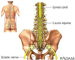 The left lumbar region is one of nine regions of the abdominal cavity, and it contains organs from both the digestive and excretory systems. Spinal Cord Trauma Information Mount Sinai New York