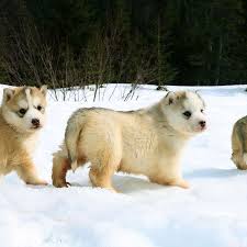 Akc pembroke corgis puppies available. Dear Indian Dog Owners Saint Bernards And Huskies Do Not Belong In Delhi Or Mumbai Quartz India