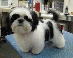 Black And White Maltese Shih Tzu Image Result For Shitzu Black And White Dogandpuppiescutest Shih Tzu Puppy Shih Tzu Grooming Shih Tzu Dog