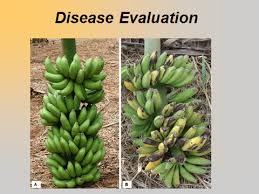 Genetically modified crops are getting into everything and everyone. The Role Of Genetically Modified Crops In Attaining Food Security In The Developing World Earthzine