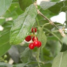 Image result for Psychotria kirkii