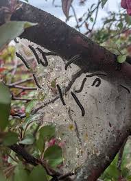 EQUINE SCI NCE REVIEW