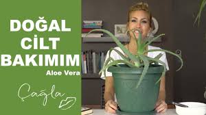 Bu yazımızda aloe vera ile cilt bakımı nasıl yapılır? Cagla Dogal Cilt Bakimim Aloe Vera Guzellik Bakim Youtube