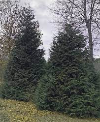 In fact, leyland cypress' are susceptible to a host of diseases, insects, and environmental common problems with leyland cypress'. Gardenlady Com I Love Thuga Green Giant Aka Green Giant Arborvitae