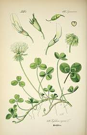 Image result for Trifolium wentzelianum