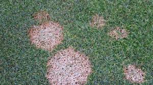 However i did find where all these answers can be found. Pink Patch Fungicide Lawn Dork