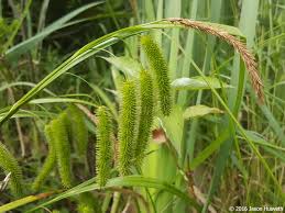 Image result for Cyperus pseudoleptocladus
