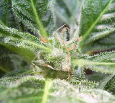 Je nach situation benötigt die marihuanapflanze diese zeit oder auch deutlich mehr. Wann Ist Die Richtige Zeit Um Sein Cannabis Zu Ernten