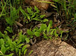 Image result for Hermannia quartiniana