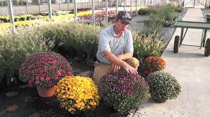 Planting & caring for mums. 4 Ways To Care For Mums Wikihow
