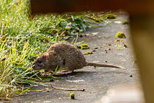 Rat Wikipedia
