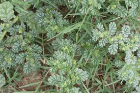 Image result for Coldenia procumbens