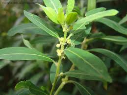 Image result for Clutia angustifolia
