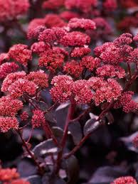 These seed heads extend the season of interest of this sedum for months. 17 Top Sedums Fall Garden Planting Plants Fall Blooming Flowers