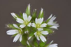 Image result for Cerastium