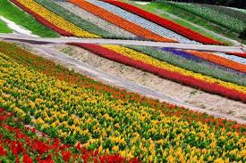 Friday Flowers Aerial Views Of Flower Farms Flower Farm Farm Photo Aerial View