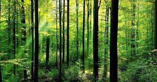 Green paint can be made by mixing yellow paint and blue paint together. A Global Movement For Green Fair Economies Green Economy Coalition