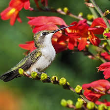 Also a tubular flower, hummingbirds are attracted to the honeysuckle for their sweet nectar, as it name suggests. 8 Flowers That Attract Hummingbirds Taste Of Home