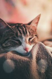 Waiting until your kitten is more mature to snuggle him in your sleep has a number of benefits, for you and for him. Pin On Vo Industry Blogs