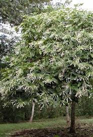 Image result for Diospyros consolatae-rotundifolia intermediates