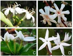 Image result for Coffea mufindiensis