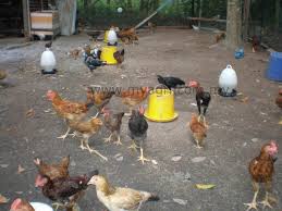 Menjimatkan penggunaan ruang reban dan mempastikan setiap ekor ayam mendapat ruang lantai yang optimum. Empat Konsep Ternakan Ayam Kampung Myagri Com Mymyagri Com My