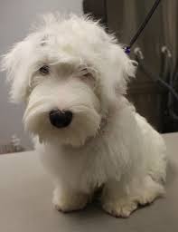 Check out our sealyham puppy dog selection for the very best in unique or custom, handmade pieces from our shops. This Is Rosie A Sealyham Terrier Puppy Animal De Compania Animales Carinositos