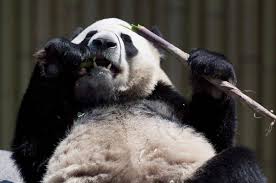 Encompassing 287 hectares (710 acres), the toronto zoo is the largest zoo in canada. Pandas Take A Bite Out Of Toronto Zoo Budget The Globe And Mail