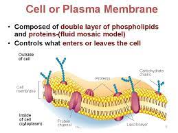 The protein and lipid cell membrane is covered with a layer of carbohydrate chains on its outer. Cell Structure And Its Function Dr Kalpana B
