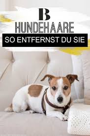 Du willst lästige hundehaare entfernen? Hundehaare Entfernen Die Besten Tipps Hundehaare Hunde Haare