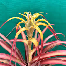 Image result for Commelina capitata