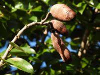 Image result for Hymenaea