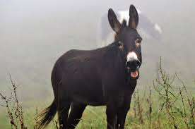 Wenn der hengst fit ist, ist das normalerweise kein problem. Wenn Sie Sich Entschlossen Haben Ihre Stute Decken Zu Lassen Nehmen Sie Mit Dem Halter Des Ausgewahlten Hengstes Kontakt Auf Wahrend Etwa In Der Ponyzucht Nur Geprufte Hengste Zur Zucht Zugelassen Werden