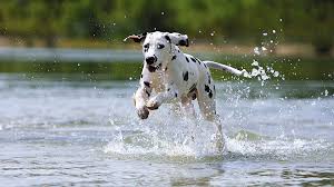 Image result for dalmatin