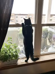 猫ネコcat 花etc 猫 窓 子猫 猫