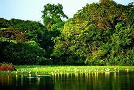 Mamiraua Amazonas By Visit Brasil Via Flickr Beautiful Beaches Nature Photos Natural Earth