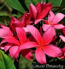 Plumeria Rubra Kauai Beauty Frangipani Plumeria Flowers