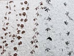 Eine lineare abbildung (auch lineare transformation oder vektorraumhomomorphismus genannt) ist in der linearen algebra ein wichtiger typ von abbildung zwischen zwei vektorräumen über demselben körper. Augen Nach Unten Spuren Von Wildtieren Finden Sich Uberall Tiere