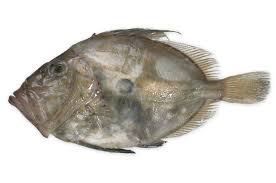 A wide variety of dory fish options are available to you, such as part, preservation process, and feature. Buy Fresh John Dory Online Locally Sourced 24hr Delivery