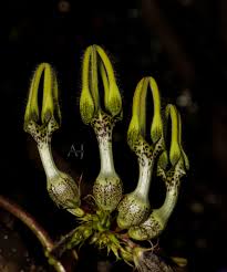 Image result for Vincetoxicum heterophyllum