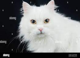 Black angora cat hi-res stock photography and images