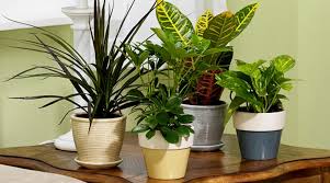 Peace lily tetap dapat berbunga meskipun di dalam ruangan. Tanaman Hias Pembersih Udara Dalam Ruangan Bibitbunga Com