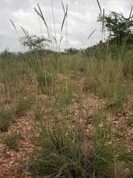 Image result for Anthephora pubescens