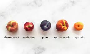 This quick survey does not involve the attribution of. Was Ist Der Unterschied Zwischen Apricot Und Peach Hinative