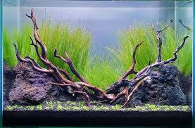 Dwarf hairgrass merupakan tanaman karpet aquascape yang tergolong cepat dalam pertumbuhannya. Download 510 Koleksi Background Hitam Aquascape Gratis Terbaru Download Background
