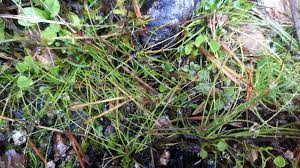 Image result for Isolepis setacea