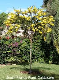 Find out which desert trees will make your home shine with our helpful guide, and start your desert garden with these great suggestions today! Cassia Trees