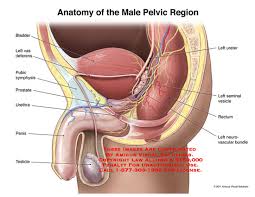 Lump in groin area male hernia is one of the most commonly reported issues. Prostate Anatomy Exhibits